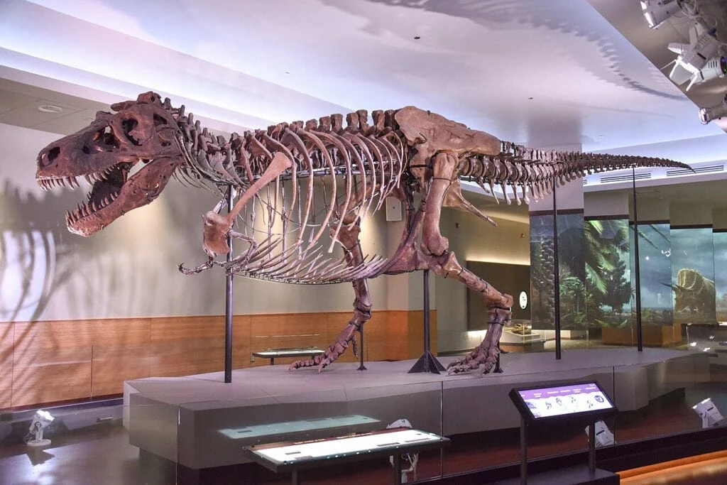 1280px FMNH SUE Trex