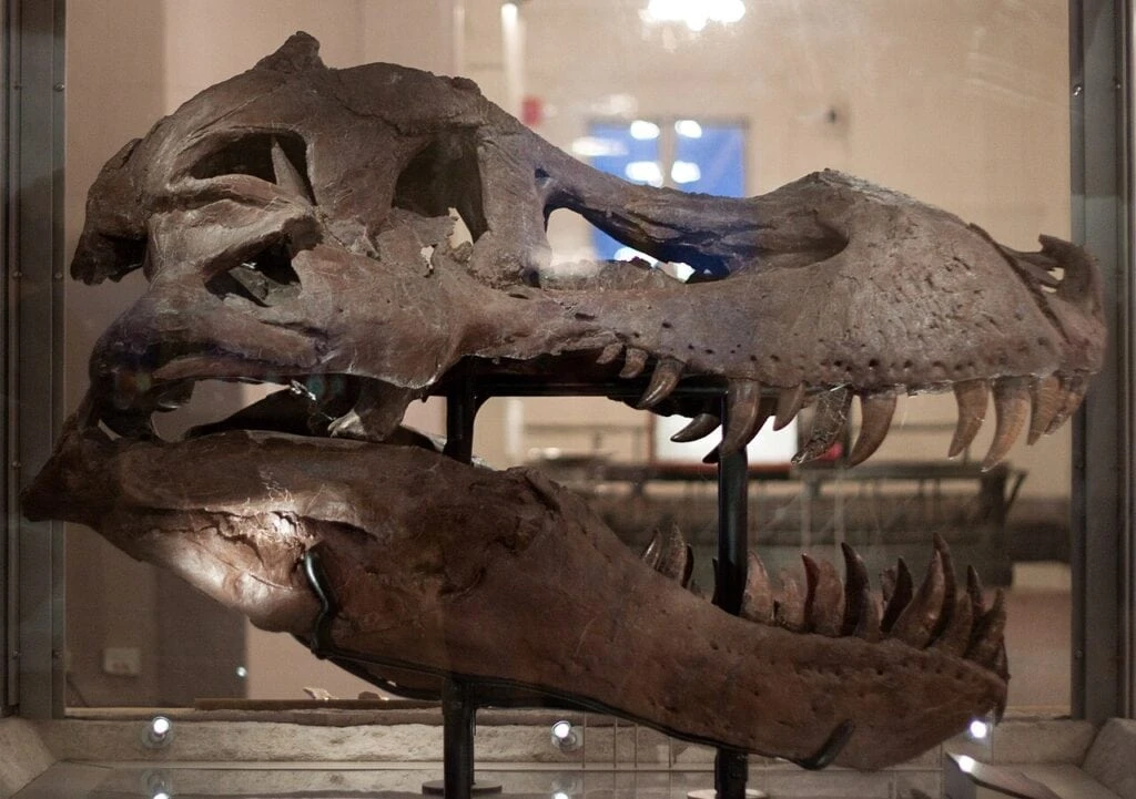 1280px Sue skull